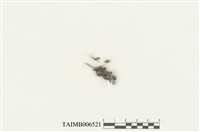 藏品(異萼蘚屬)的圖片